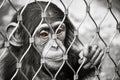 Small sad baby chimpanzee monkey with brown eyes Royalty Free Stock Photo