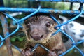 Sad otter looking through the fence