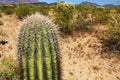 Small Saguaro Cactus in Organ Pipe Cactus National Monument Royalty Free Stock Photo