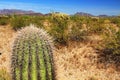 Small Saguaro Cactus in Organ Pipe Cactus National Monument Royalty Free Stock Photo