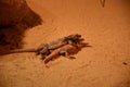 Small salamanders playing on sand Royalty Free Stock Photo