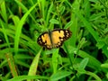 Small Salman Arab Butterfly open wing on green background