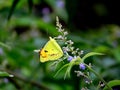 Small Salmon Arab butterfly