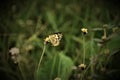 Small Salmon Arab butterfly sitting on small flowers in the garden early morning.