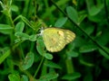 Small Salmon Arab Colotis amata Butterfly