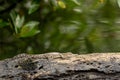 A small saltwater crocodile rests on tree trunk in Sungei Buloh wetland reserve. Royalty Free Stock Photo