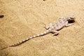 A small sand lizard hiding in the desert with camouflage skin Royalty Free Stock Photo
