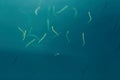 Small sandeel fishes in sea water. Sea food. Fishing Royalty Free Stock Photo