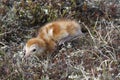 Small Sandhill Crane chick hiding in the willows