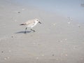Small sandpiper on a beach Royalty Free Stock Photo