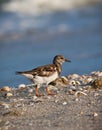 Small sandpiper hunts for food on beach
