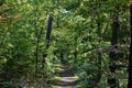 Small sandy forest trail disappearing in the distance