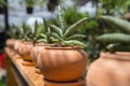 Small Sansevieria cylindrica in a pot, focus selective