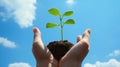 A Small Sapling Held in Open Hands Against a Blue Sky with White Clouds Royalty Free Stock Photo