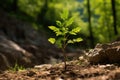 a small sapling next to a fully grown tree