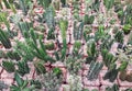 Small saquaro cactus Royalty Free Stock Photo