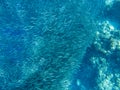 Small sardine carousel in coral reef shore. Massive fish school underwater photo. Pelagic fish school swim in seawater