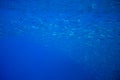 Small sardine school in blue ocean. Seafish underwater photo. Pelagic fish colony carousel in seawater. Mackerel shoal Royalty Free Stock Photo