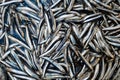 Small sardines fish background on the market Royalty Free Stock Photo