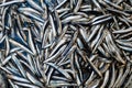 Small sardines fish background on the market