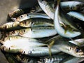 Small sardines or scad Royalty Free Stock Photo