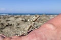 Small saurian (Close-up) on the sea shore