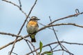 A small Saxicola rubetra bird sits on a dry branch on a cloudy summer day