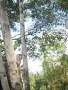 Small saÃÂ¯miri monkey climbing a tree in the amazon jungle of colombia Royalty Free Stock Photo