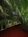 Small saÃÂ¯miri monkeys on a roof in the amazon jungle of colombia Royalty Free Stock Photo