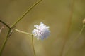 Small scabious in bloom closeup view with pastel blurred background