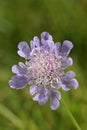 Small Scabious Flower Royalty Free Stock Photo