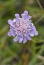 Small Scabious