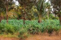 A small scale Maize farm plantation in Mwatate Town in rural Kenya