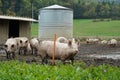 Small scale pig farm with tank for water supply and with adult animals kept free. Royalty Free Stock Photo