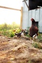 Chickens on a small farm in the country. Royalty Free Stock Photo