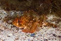 Small scaled scorpionfish Royalty Free Stock Photo