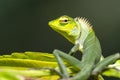 Small-scaledvariablelizard Royalty Free Stock Photo
