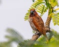 Small, Scaly-breasted Munia bird perched atop a thin, brown tree branch in a natural outdoor setting Royalty Free Stock Photo