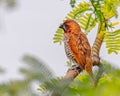 Small, Scaly-breasted Munia bird perched atop a thin, brown tree branch in a natural outdoor setting Royalty Free Stock Photo