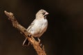 Scaly-feathered weaver perched on a branch Royalty Free Stock Photo