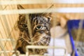 Small scared cats in a cage in a shelter waiting for a home