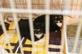 Small scared cats in a cage in a shelter waiting for a home