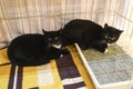 Small scared cats in a cage in a shelter waiting for a home