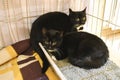 Small scared cats in a cage in a shelter waiting for a home