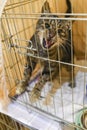 Small scared cats in a cage in a shelter waiting for a home