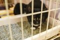 Small scared cats in a cage in a shelter waiting for a home