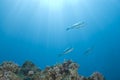 Small school of Bigeye emperorfish with sunrays. Royalty Free Stock Photo