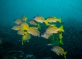 Small school of bluebanded snappers Royalty Free Stock Photo
