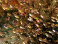 Small school of golden sweeper, Raja Ampat, Indonesia Royalty Free Stock Photo