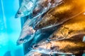 A Small school of snapper fish looking at something to eat from the fish tank. Royalty Free Stock Photo